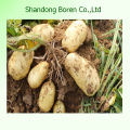 Shandong Boren Bonne qualité Pomme de terre fraiche